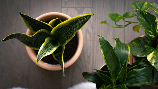 5 Foolproof Ways to Make Your Artificial Snake Plant Look Real
