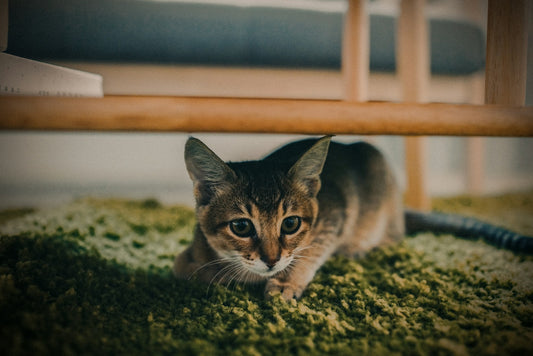 Top 10 Tips for Selecting Cat-Friendly Carpets