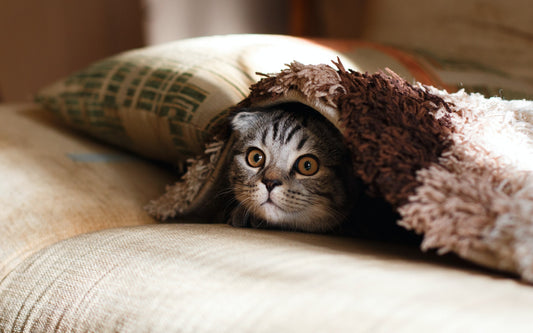 Your Ultimate Guide to Pet Blankets (10 Undercover Tips)