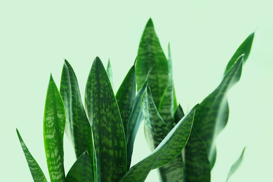 Why Every Home Needs an Artificial Snake Plant