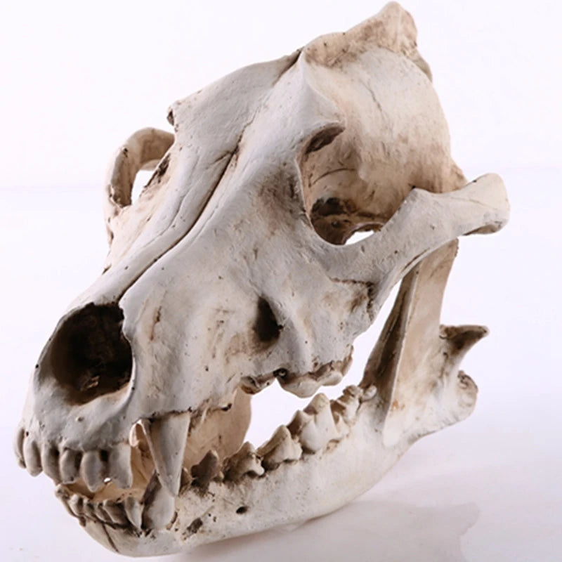 Wolf Skull Sculpture Model