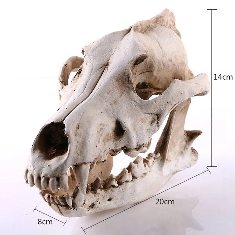 Wolf Skull Sculpture Model