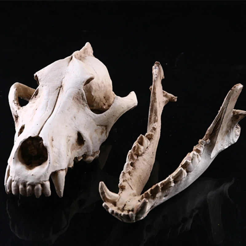 Wolf Skull Sculpture Model