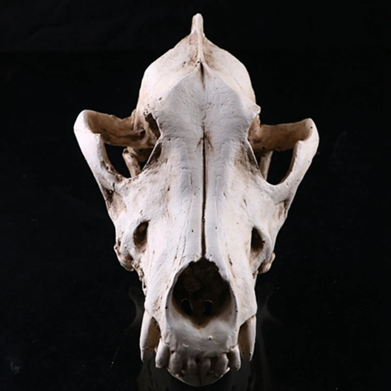 Wolf Skull Sculpture Model