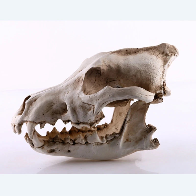 Wolf Skull Sculpture Model