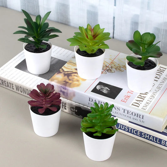 Cute Mini Desert Plants for Home and Office