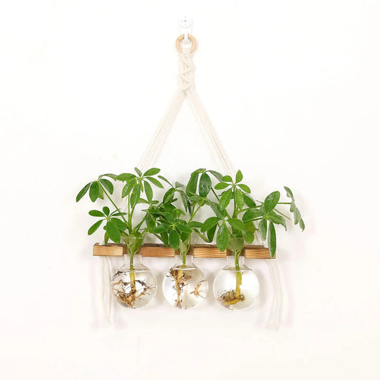 Wall Hanging Planter Terrarium for Hydroponic Plants