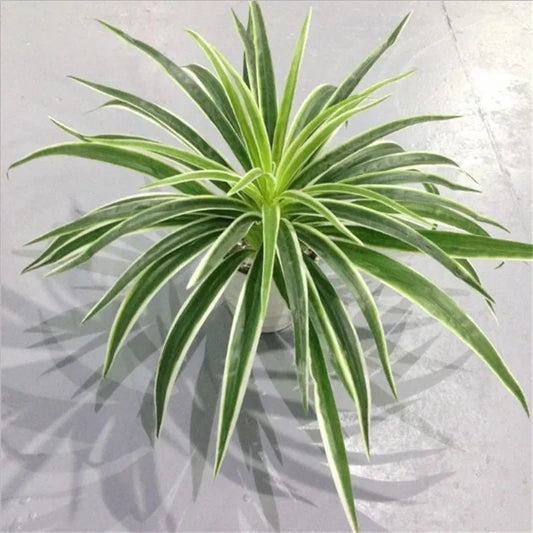 Artificial Chlorophytum Plant for Home and Office